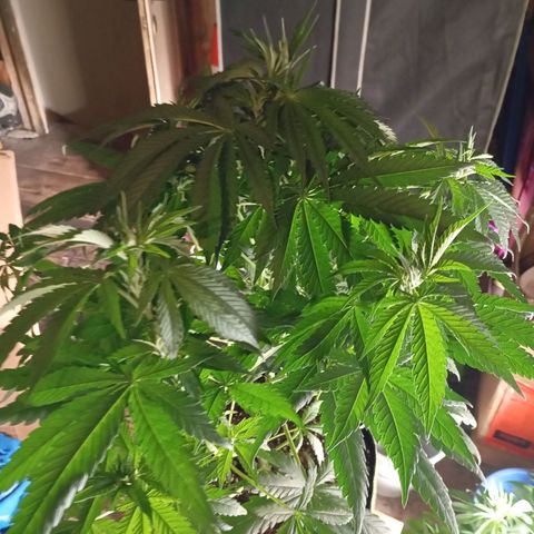 Girl Scout Cookies growlog timeline photo