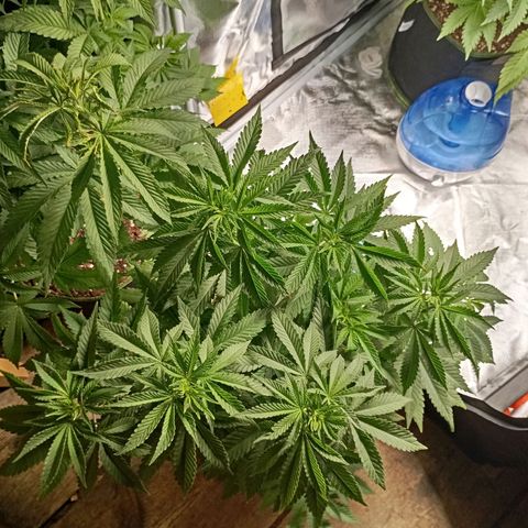 Girl Scout Cookies growlog timeline photo
