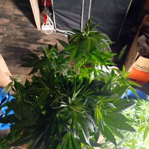 Girl Scout Cookies growlog timeline photo