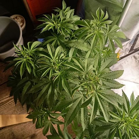 Girl Scout Cookies growlog timeline photo