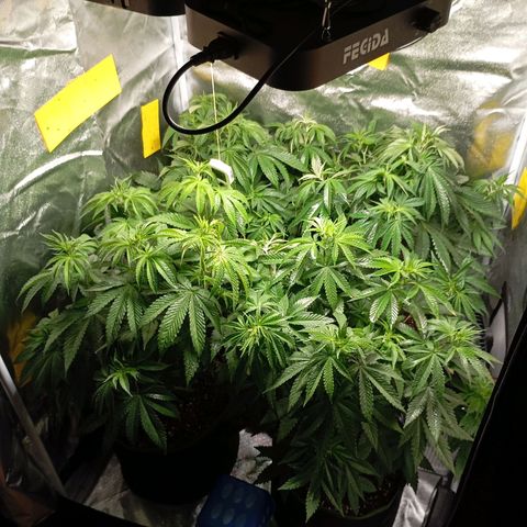 Girl Scout Cookies growlog timeline photo