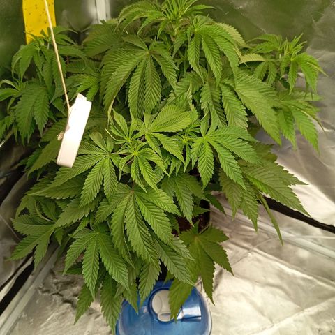 Girl Scout Cookies growlog timeline photo