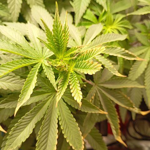Girl Scout Cookies growlog timeline photo