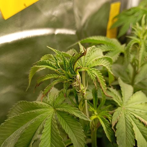 Girl Scout Cookies growlog timeline photo
