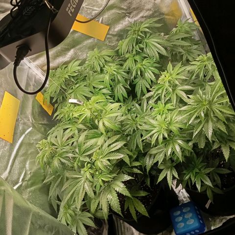Girl Scout Cookies growlog timeline photo