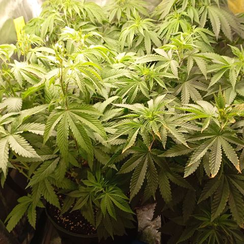 Girl Scout Cookies growlog timeline photo