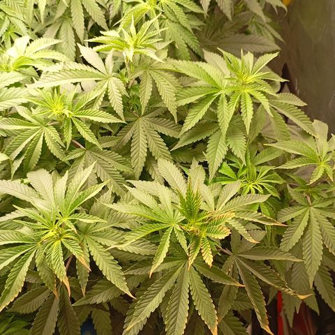 Girl Scout Cookies growlog timeline photo