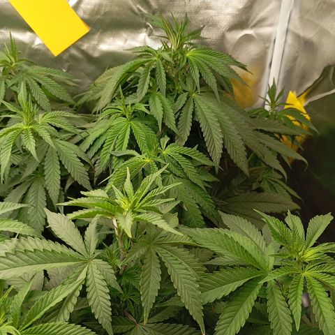 Girl Scout Cookies growlog timeline photo