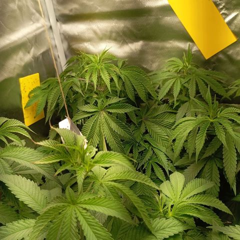 Girl Scout Cookies growlog timeline photo