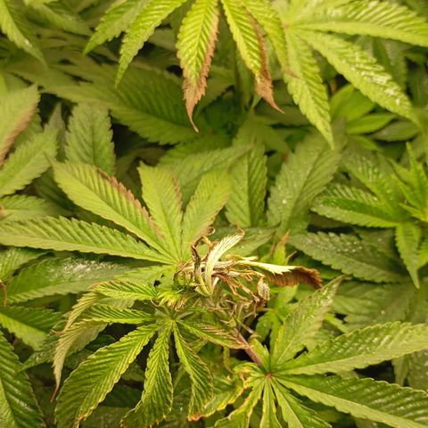 Girl Scout Cookies growlog timeline photo
