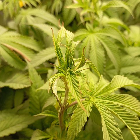 Girl Scout Cookies growlog timeline photo
