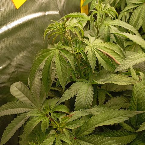 Girl Scout Cookies growlog timeline photo