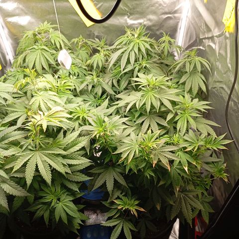 Girl Scout Cookies growlog timeline photo