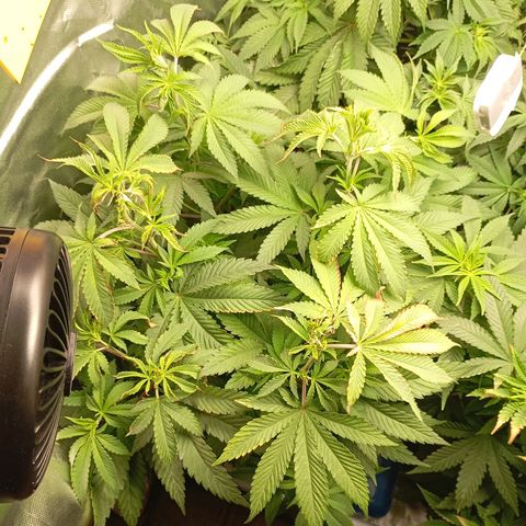 Girl Scout Cookies growlog timeline photo