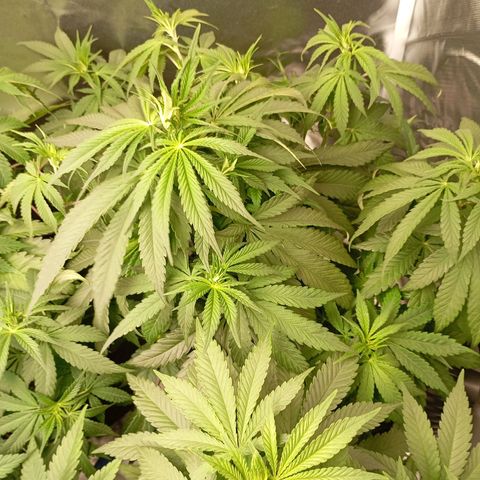 Girl Scout Cookies growlog timeline photo