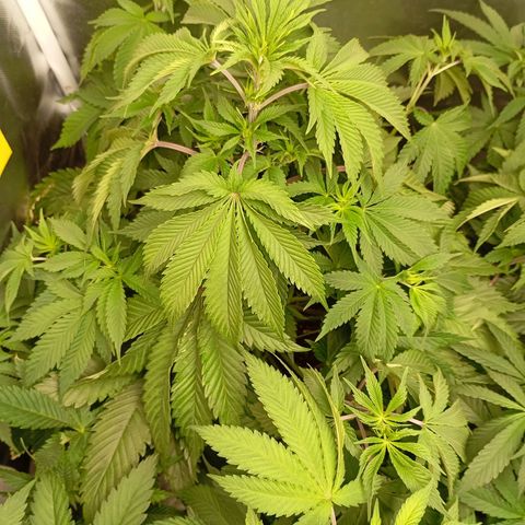 Girl Scout Cookies growlog timeline photo