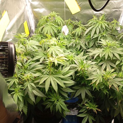 Girl Scout Cookies growlog timeline photo