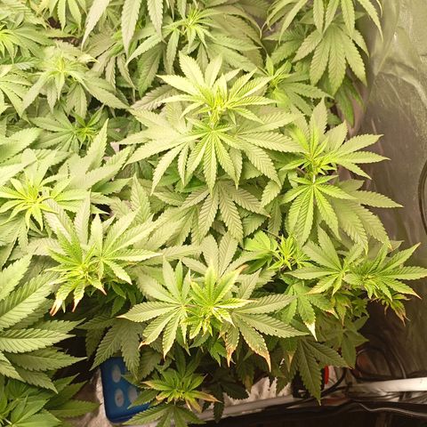 Girl Scout Cookies growlog timeline photo