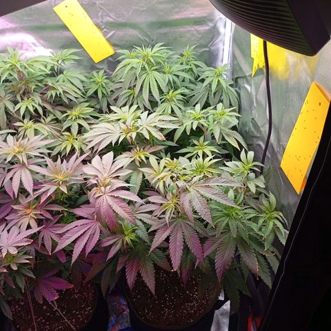 Girl Scout Cookies growlog timeline photo
