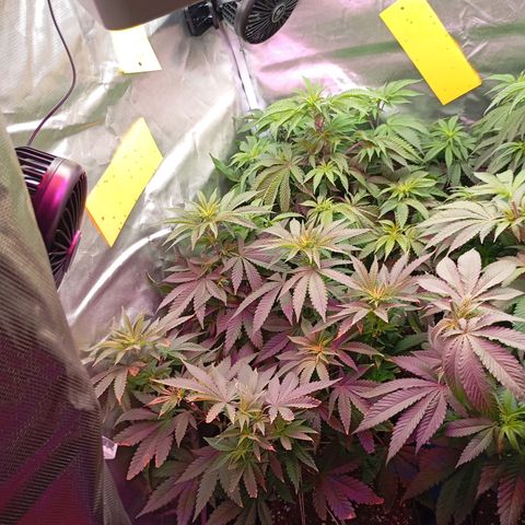 Girl Scout Cookies growlog timeline photo
