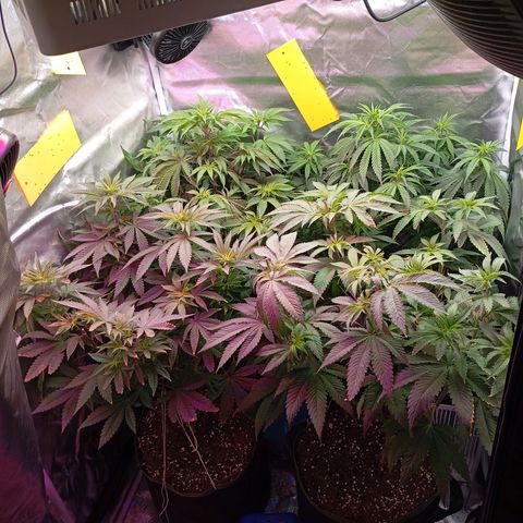 Girl Scout Cookies growlog timeline photo