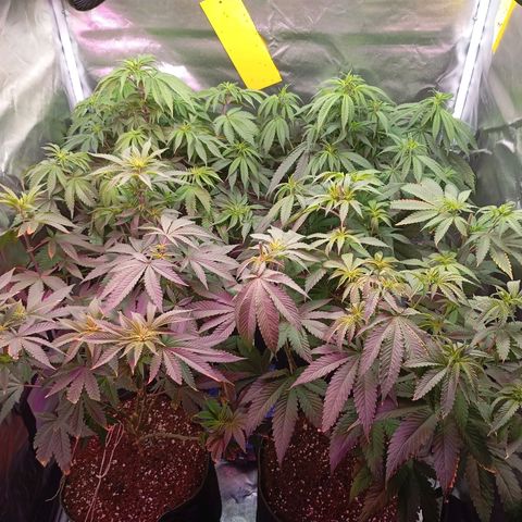 Girl Scout Cookies growlog timeline photo