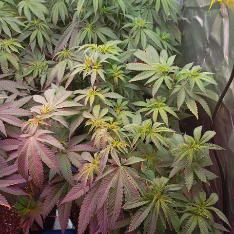 Girl Scout Cookies growlog timeline photo