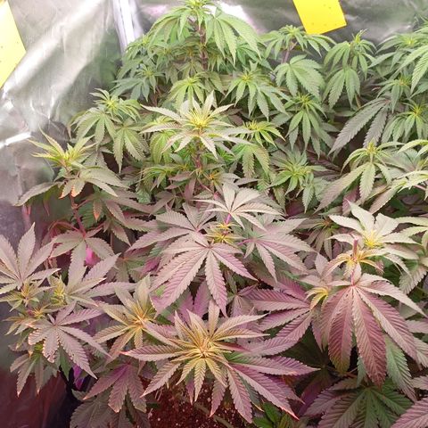 Girl Scout Cookies growlog timeline photo