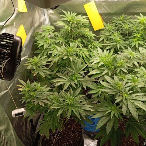 Girl Scout Cookies growlog timeline photo