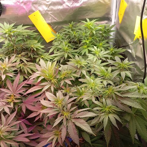 Girl Scout Cookies growlog timeline photo