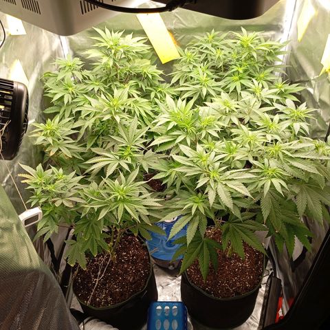 Girl Scout Cookies growlog timeline photo