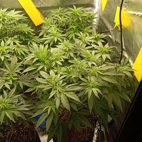 Girl Scout Cookies growlog timeline photo