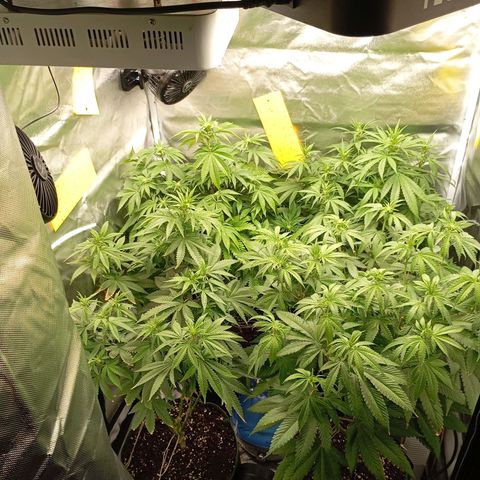 Girl Scout Cookies growlog timeline photo
