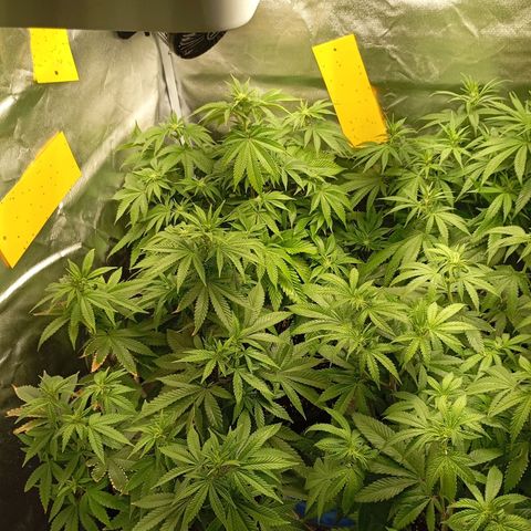 Girl Scout Cookies growlog timeline photo