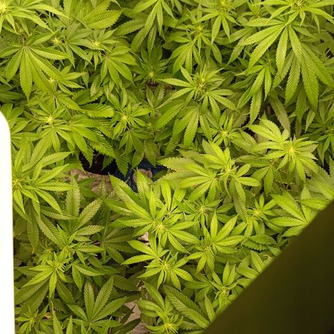 Girl Scout Cookies growlog timeline photo