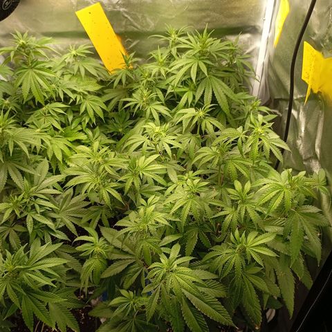 Girl Scout Cookies growlog timeline photo