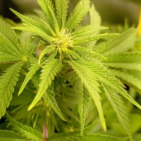 Girl Scout Cookies growlog timeline photo