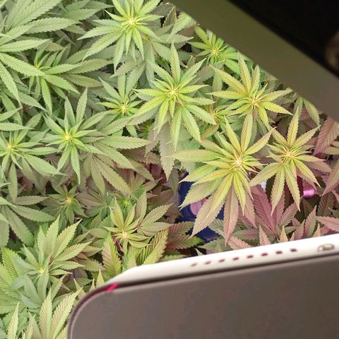 Girl Scout Cookies growlog timeline photo