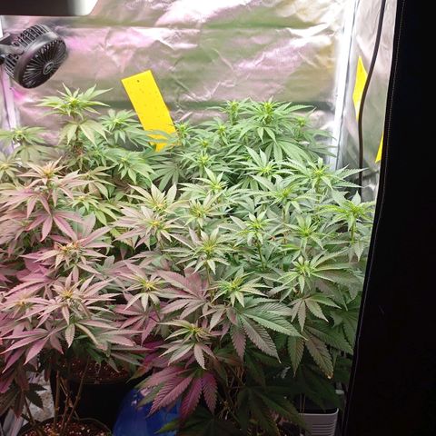 Girl Scout Cookies growlog timeline photo