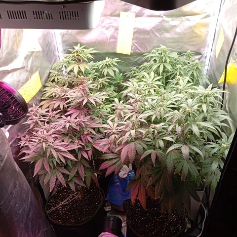 Girl Scout Cookies growlog timeline photo