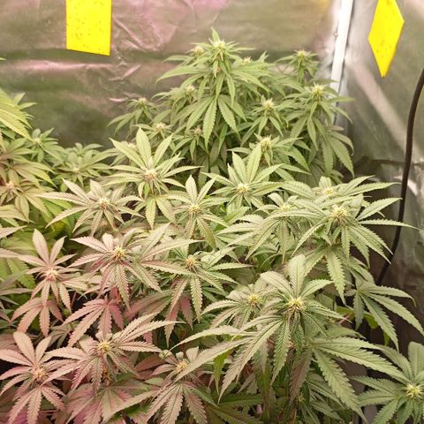 Girl Scout Cookies growlog timeline photo