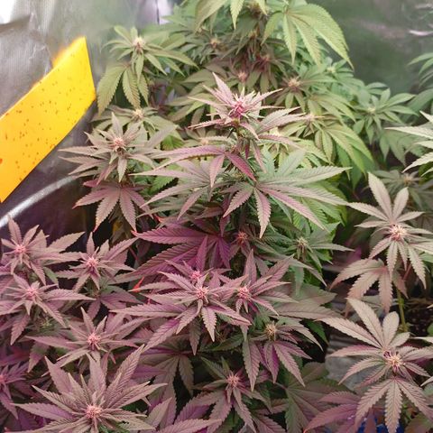 Girl Scout Cookies growlog timeline photo