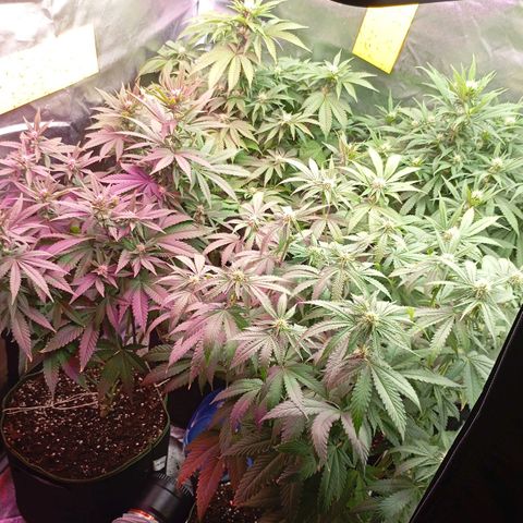 Girl Scout Cookies growlog timeline photo