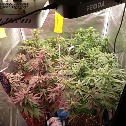 Girl Scout Cookies growlog timeline photo