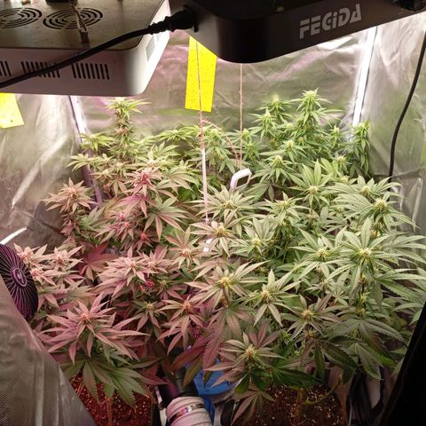 Girl Scout Cookies growlog timeline photo