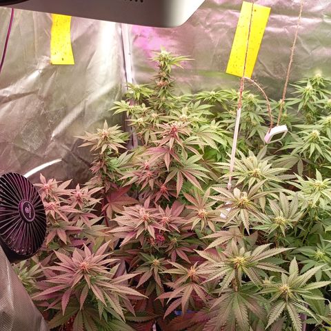 Girl Scout Cookies growlog timeline photo