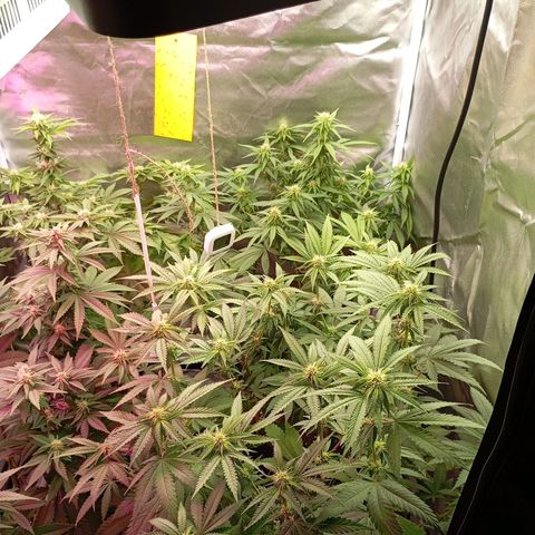 Girl Scout Cookies growlog timeline photo