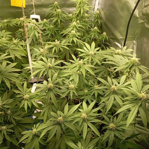 Girl Scout Cookies growlog timeline photo