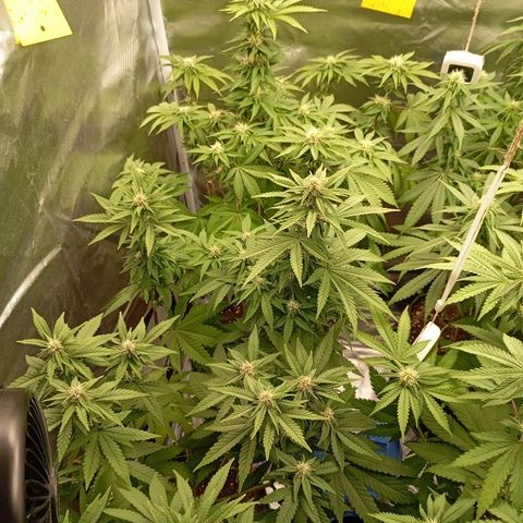 Girl Scout Cookies growlog timeline photo