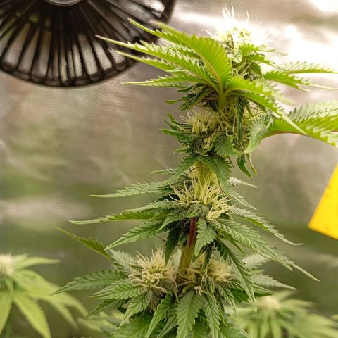 Girl Scout Cookies growlog timeline photo